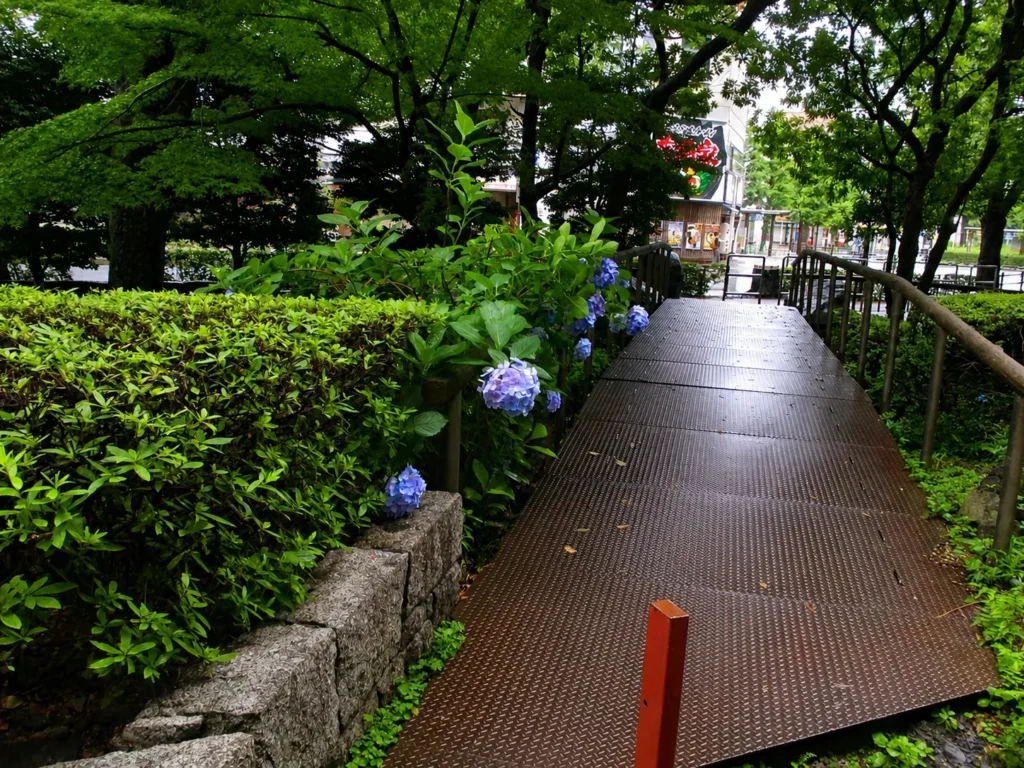 雨上がりの公園。濡れた鉄板の歩道が木々の下をまっすぐ伸び、左側の生垣には淡い紫の紫陽花が咲いている。奥には街の店先がかすかに見え、緑と湿った空気に包まれた梅雨の朝の風景。