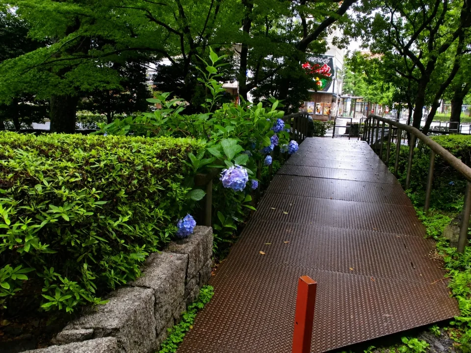 雨上がりの公園。濡れた鉄板の歩道が木々の下をまっすぐ伸び、左側の生垣には淡い紫の紫陽花が咲いている。奥には街の店先がかすかに見え、緑と湿った空気に包まれた梅雨の朝の風景。